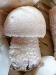 Schneeweißer Champignon, Foto 12