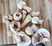 Schneeweißer Champignon, Foto 13