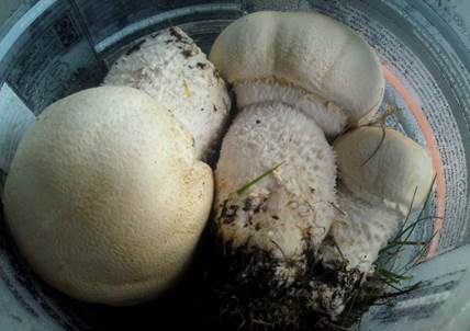 Schneeweißer Champignon, Foto 4