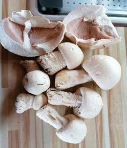 Schneeweißer Champignon, Foto 5