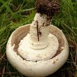 Schneeweißer Champignon, Foto 6