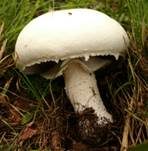 Schneeweißer Champignon, Foto 7