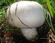 Schneeweißer Champignon, Foto 8