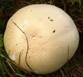 Schneeweißer Champignon, Foto 9