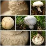 Schneeweißer Champignon, Foto 10