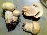 Schneeweißer Champignon, Foto 11