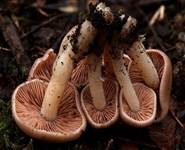 Schokoladenbrauner Faserling, Foto 12