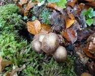 Schokoladenbrauner Faserling, Foto 28