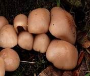 Schokoladenbrauner Faserling, Foto 8