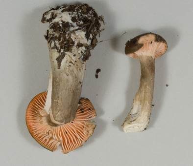 Schönblättriger Schneckling, Foto 3