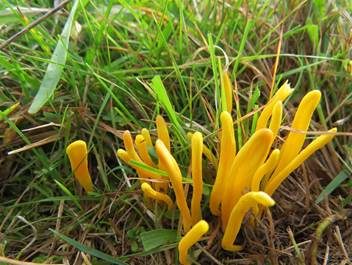 Schöne Wiesenkeule, Foto 3