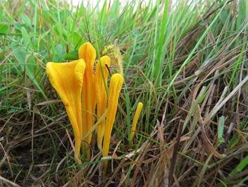 Schöne Wiesenkeule, Foto 4