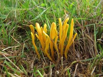 Schöne Wiesenkeule, Foto 5