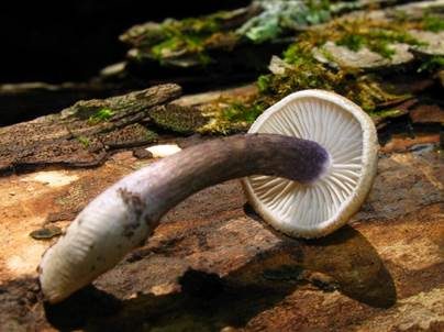 Blauspitziger Zärtling, Foto 3