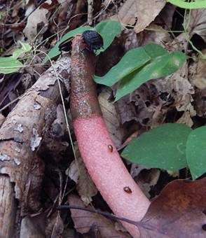 Schöner Rutenpilz, Foto 3
