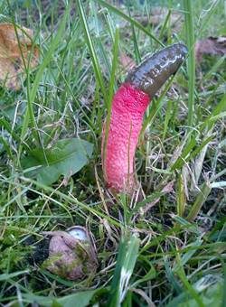 Schöner Rutenpilz, Foto 4