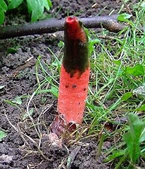 Schöner Rutenpilz, Foto 5