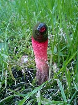 Schöner Rutenpilz, Foto 6