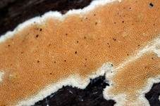 Schönfarbiger Porenschwamm, Foto 6