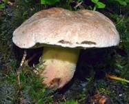 Schönfußröhrling, Foto 37