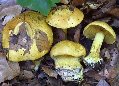 Schöngelber Klumpfuß, Foto 2