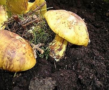 Schöngelber Klumpfuß, Foto 4