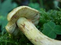 Schöngelber Klumpfuß, Foto 7