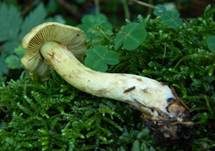 Schöngelber Klumpfuß, Foto 8