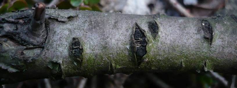 Schönsporiger Kirschholz-Kernpilz, Foto 3