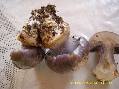 Schönvioletter Klumpfuß, Foto 4