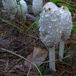 Schopftintling, Foto 18
