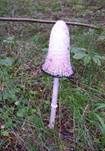 Schopftintling, Foto 20