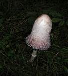 Schopftintling, Foto 21