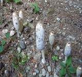 Schopftintling, Foto 22