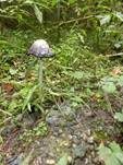 Schopftintling, Foto 24