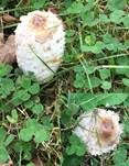Schopftintling, Foto 28