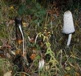 Schopftintling, Foto 31