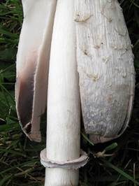 Schopftintling, Foto 5
