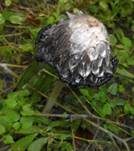 Schopftintling, Foto 33