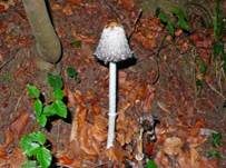 Schopftintling, Foto 35