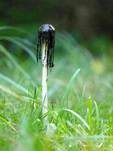 Schopftintling, Foto 38