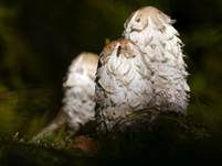 Schopftintling, Foto 40