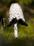 Schopftintling, Foto 41