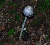 Schopftintling, Foto 46