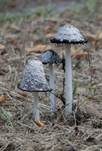 Schopftintling, Foto 49