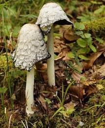 Schopftintling, Foto 7