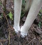 Schopftintling, Foto 52