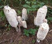 Schopftintling, Foto 53
