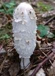 Schopftintling, Foto 57