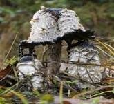 Schopftintling, Foto 59
